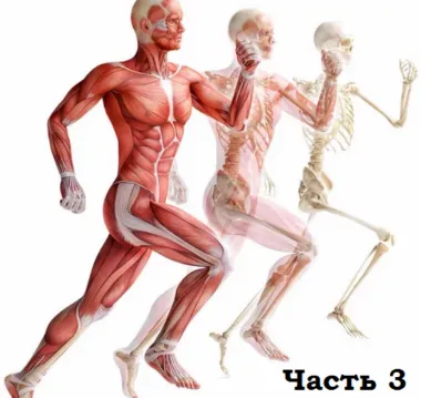  [Александр Волоткевич] Нейтральность, осанка и мышечно-скелетные асимметрии. Часть 3. Релаксация. Работа с вниманием и ощущениями (2025)